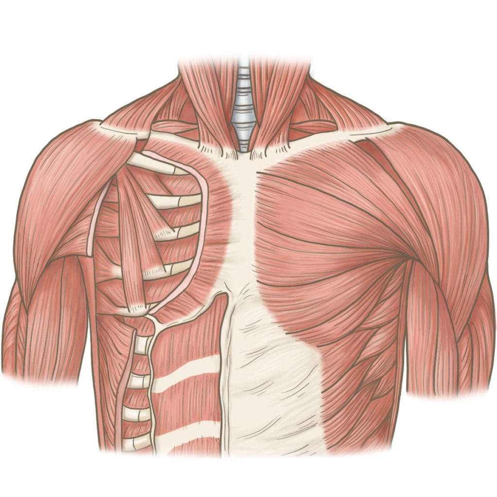 巻き肩に原因である胸筋の凝り